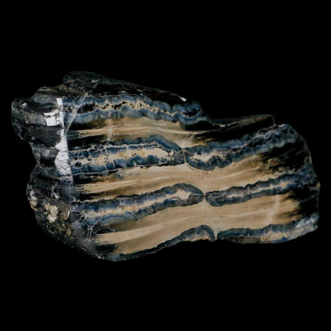 3.5" Mammoth Tooth Cross Section In Riker Display Pleistocene Age Hawthorne FM