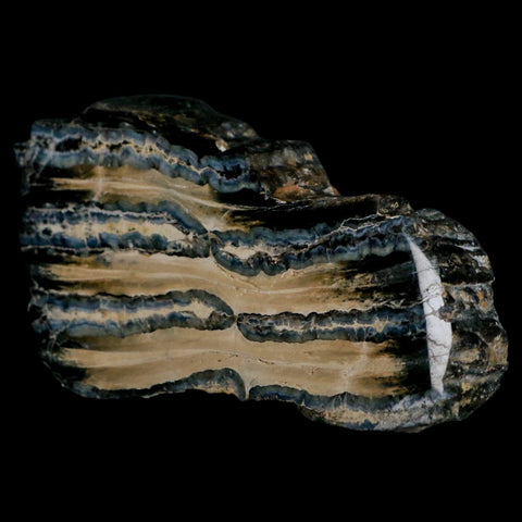 3.5" Mammoth Tooth Cross Section In Riker Display Pleistocene Age Hawthorne FM