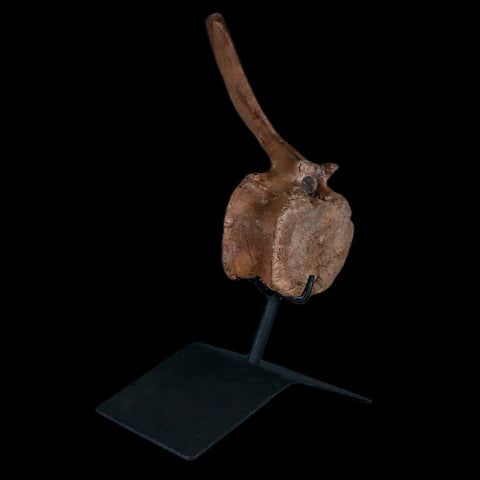 5.2" Parasaurolophus Fossil Caudal Vertebrae Cretaceous Dinosaur MT COA Stand - Fossil Age Minerals