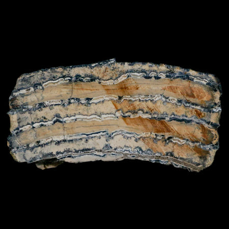 2.7" Mammoth Tooth Cross Section In Riker Display Pleistocene Age Hawthorne FM