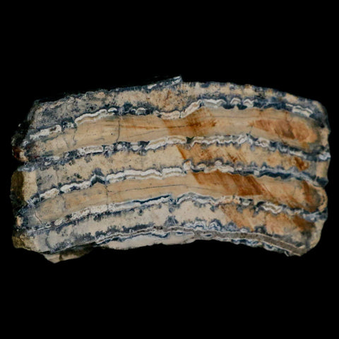 2.7" Mammoth Tooth Cross Section In Riker Display Pleistocene Age Hawthorne FM - Fossil Age Minerals