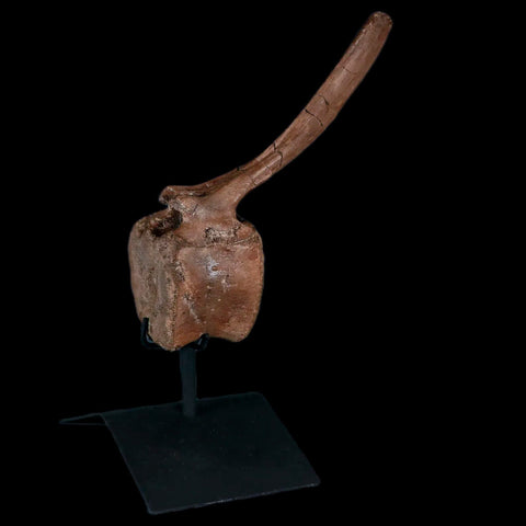 5.2" Parasaurolophus Fossil Caudal Vertebrae Cretaceous Dinosaur MT COA Stand - Fossil Age Minerals