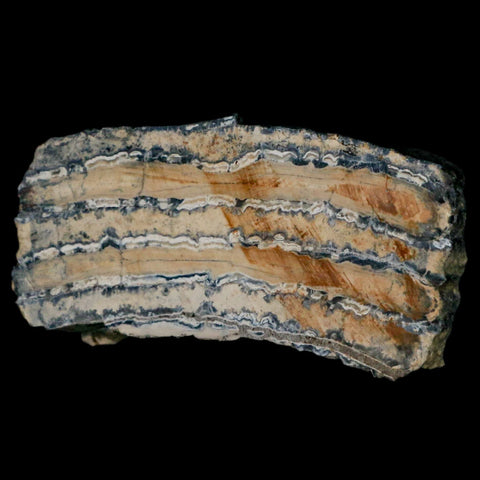 2.7" Mammoth Tooth Cross Section In Riker Display Pleistocene Age Hawthorne FM - Fossil Age Minerals