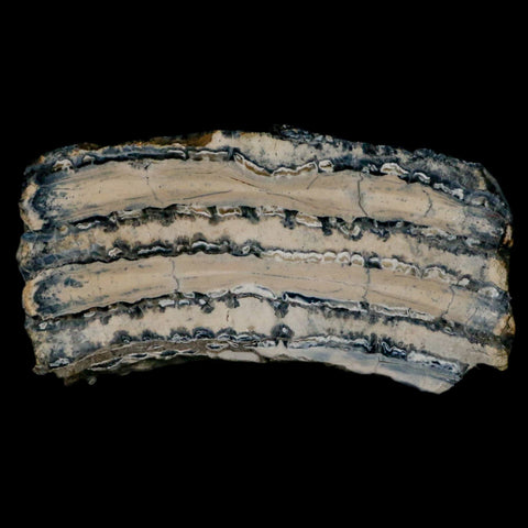 2.7" Mammoth Tooth Cross Section In Riker Display Pleistocene Age Hawthorne FM - Fossil Age Minerals