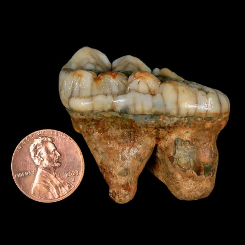 1.7" Extinct Cave Bear Ursus Spelaeus Molar Tooth Rooted Pleistocene Age COA - Fossil Age Minerals