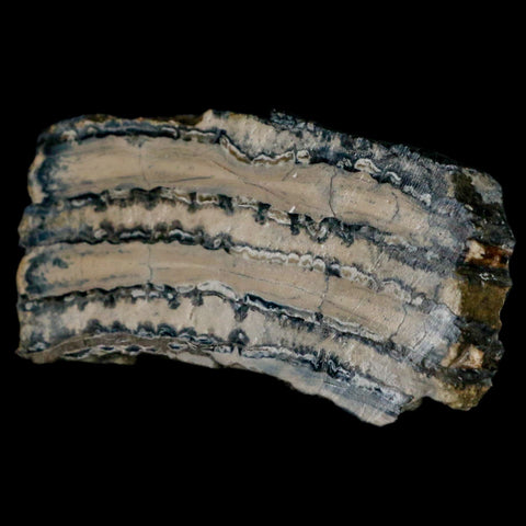 2.7" Mammoth Tooth Cross Section In Riker Display Pleistocene Age Hawthorne FM - Fossil Age Minerals