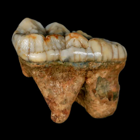 1.7" Extinct Cave Bear Ursus Spelaeus Molar Tooth Rooted Pleistocene Age COA - Fossil Age Minerals