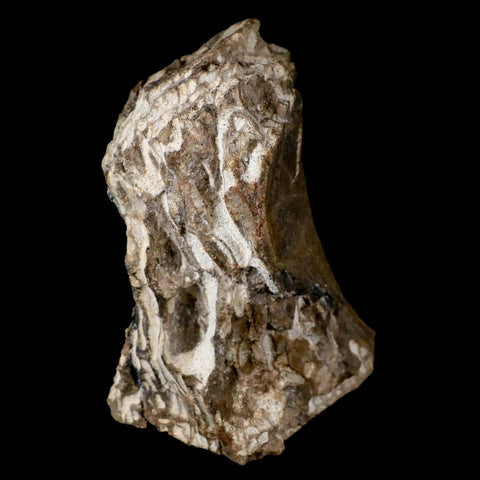 5.1" Gorgosaurus Tyrannosaur Dinosaur Fossil Vertebrae Bone Two Medicine FM MT - Fossil Age Minerals