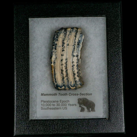 2.7" Mammoth Tooth Cross Section In Riker Display Pleistocene Age Hawthorne FM - Fossil Age Minerals