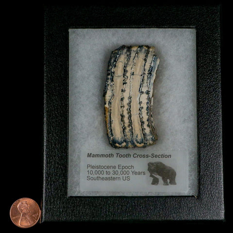 2.7" Mammoth Tooth Cross Section In Riker Display Pleistocene Age Hawthorne FM - Fossil Age Minerals