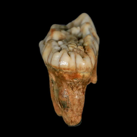 1.7" Extinct Cave Bear Ursus Spelaeus Molar Tooth Rooted Pleistocene Age COA - Fossil Age Minerals