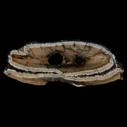 2.8" Mammoth Tooth Cross Section In Riker Display Pleistocene Age Hawthorne FM