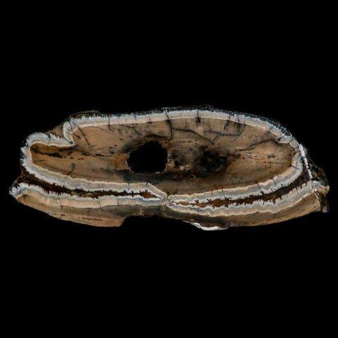 2.8" Mammoth Tooth Cross Section In Riker Display Pleistocene Age Hawthorne FM - Fossil Age Minerals