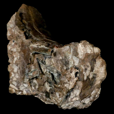 5.1" Gorgosaurus Tyrannosaur Dinosaur Fossil Vertebrae Bone Two Medicine FM MT - Fossil Age Minerals