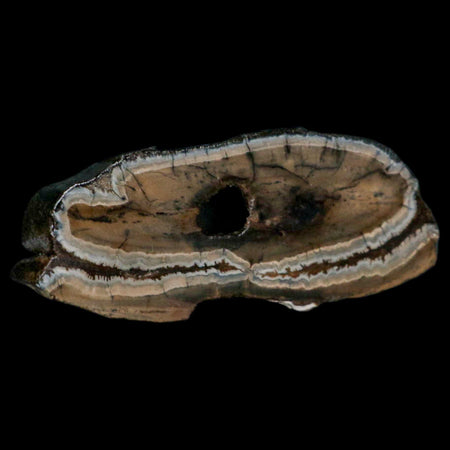 2.8" Mammoth Tooth Cross Section In Riker Display Pleistocene Age Hawthorne FM