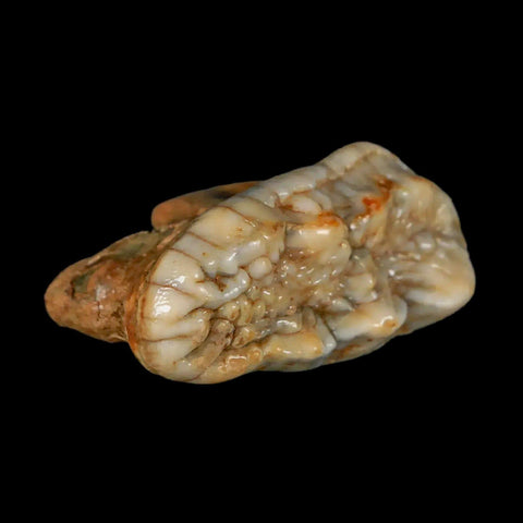 1.7" Extinct Cave Bear Ursus Spelaeus Molar Tooth Rooted Pleistocene Age COA - Fossil Age Minerals