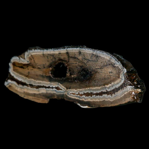 2.8" Mammoth Tooth Cross Section In Riker Display Pleistocene Age Hawthorne FM - Fossil Age Minerals