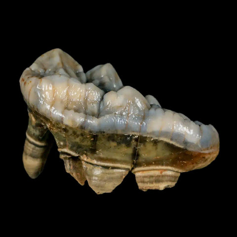 1.9" Extinct Cave Bear Ursus Spelaeus Molar Tooth Rooted Pleistocene Age COA - Fossil Age Minerals