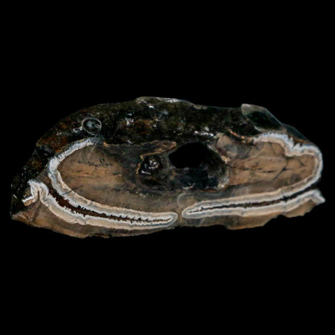 2.8" Mammoth Tooth Cross Section In Riker Display Pleistocene Age Hawthorne FM - Fossil Age Minerals