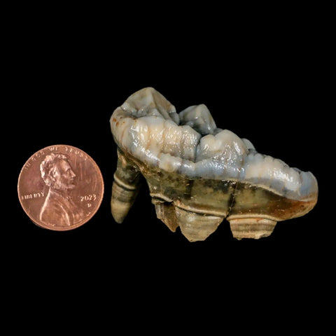 1.9" Extinct Cave Bear Ursus Spelaeus Molar Tooth Rooted Pleistocene Age COA - Fossil Age Minerals