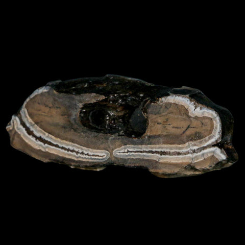 2.8" Mammoth Tooth Cross Section In Riker Display Pleistocene Age Hawthorne FM - Fossil Age Minerals