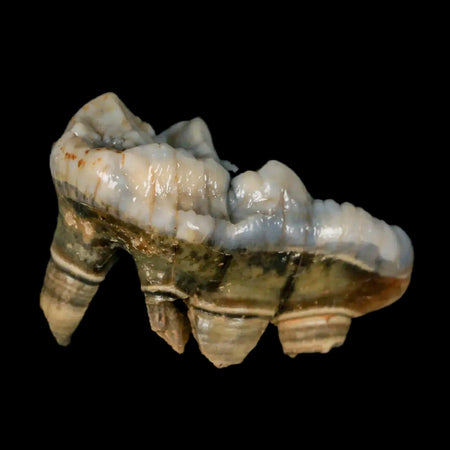 1.9" Extinct Cave Bear Ursus Spelaeus Molar Tooth Rooted Pleistocene Age COA