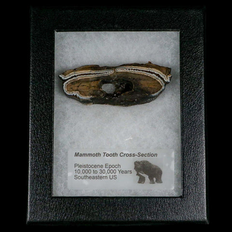 2.8" Mammoth Tooth Cross Section In Riker Display Pleistocene Age Hawthorne FM - Fossil Age Minerals