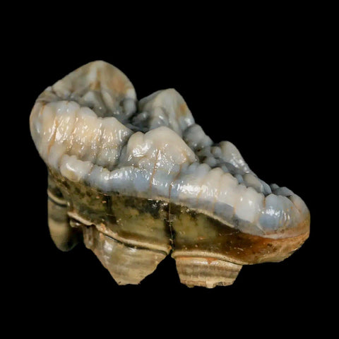 1.9" Extinct Cave Bear Ursus Spelaeus Molar Tooth Rooted Pleistocene Age COA - Fossil Age Minerals