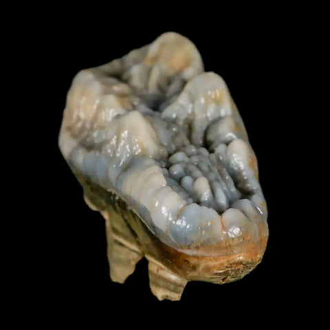 1.9" Extinct Cave Bear Ursus Spelaeus Molar Tooth Rooted Pleistocene Age COA - Fossil Age Minerals