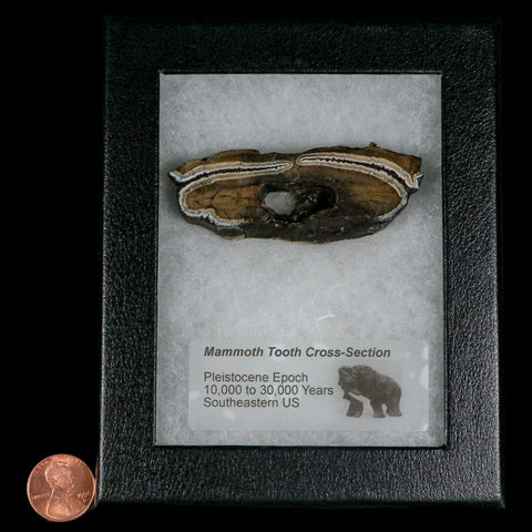 2.8" Mammoth Tooth Cross Section In Riker Display Pleistocene Age Hawthorne FM - Fossil Age Minerals