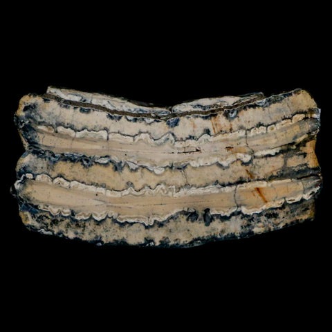 2.8" Mammoth Tooth Cross Section In Riker Display Pleistocene Age Hawthorne FM - Fossil Age Minerals