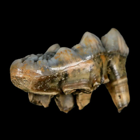 1.9" Extinct Cave Bear Ursus Spelaeus Molar Tooth Rooted Pleistocene Age COA - Fossil Age Minerals