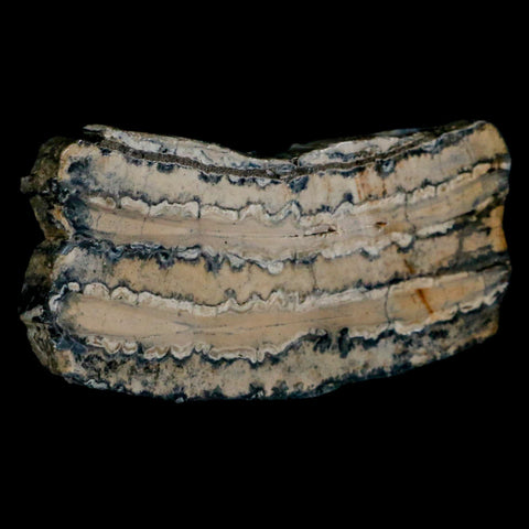 2.8" Mammoth Tooth Cross Section In Riker Display Pleistocene Age Hawthorne FM - Fossil Age Minerals