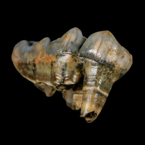 1.9" Extinct Cave Bear Ursus Spelaeus Molar Tooth Rooted Pleistocene Age COA - Fossil Age Minerals