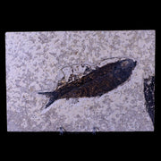 XL 4.8" Knightia Eocaena Fossil Fish Green River FM WY Eocene Age COA & Stand
