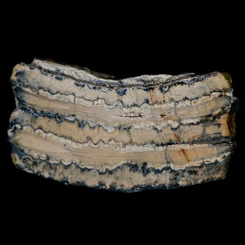 2.8" Mammoth Tooth Cross Section In Riker Display Pleistocene Age Hawthorne FM - Fossil Age Minerals