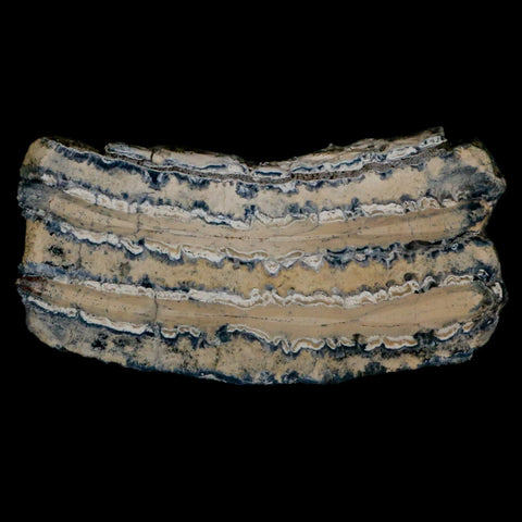 2.8" Mammoth Tooth Cross Section In Riker Display Pleistocene Age Hawthorne FM - Fossil Age Minerals