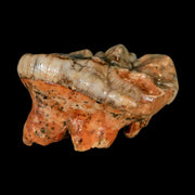 1.8" Extinct Cave Bear Ursus Spelaeus Molar Tooth Rooted Pleistocene Age COA