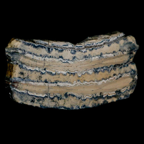 2.8" Mammoth Tooth Cross Section In Riker Display Pleistocene Age Hawthorne FM - Fossil Age Minerals