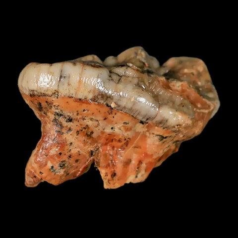 1.8" Extinct Cave Bear Ursus Spelaeus Molar Tooth Rooted Pleistocene Age COA - Fossil Age Minerals