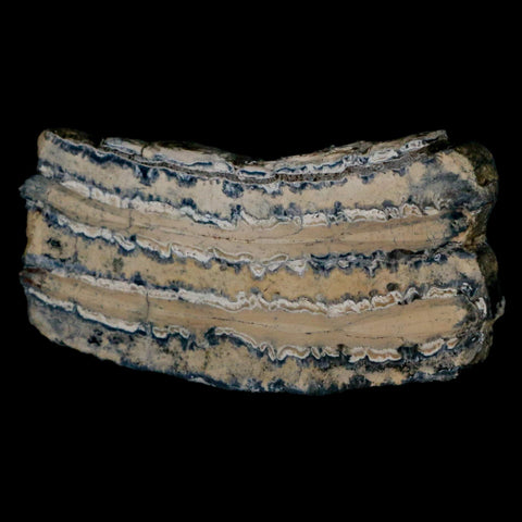 2.8" Mammoth Tooth Cross Section In Riker Display Pleistocene Age Hawthorne FM - Fossil Age Minerals