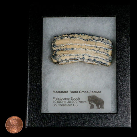 2.8" Mammoth Tooth Cross Section In Riker Display Pleistocene Age Hawthorne FM - Fossil Age Minerals