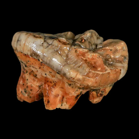 1.8" Extinct Cave Bear Ursus Spelaeus Molar Tooth Rooted Pleistocene Age COA - Fossil Age Minerals