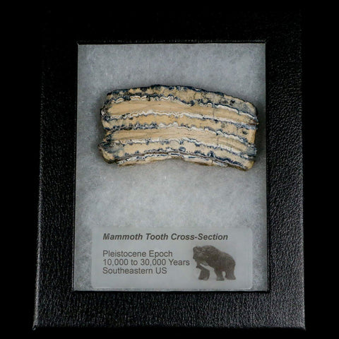 2.8" Mammoth Tooth Cross Section In Riker Display Pleistocene Age Hawthorne FM - Fossil Age Minerals