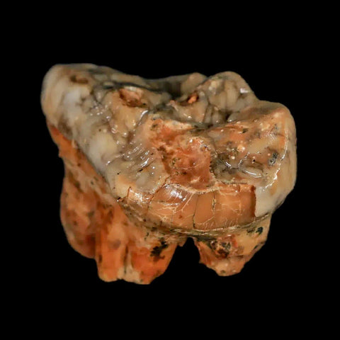 1.8" Extinct Cave Bear Ursus Spelaeus Molar Tooth Rooted Pleistocene Age COA - Fossil Age Minerals