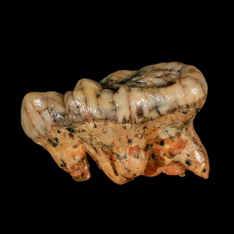 1.8" Extinct Cave Bear Ursus Spelaeus Molar Tooth Rooted Pleistocene Age COA - Fossil Age Minerals