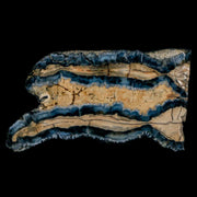 2.1" Mammoth Tooth Cross Section In Riker Display Pleistocene Age Hawthorne FM