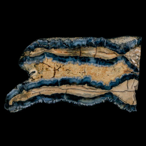 2.1" Mammoth Tooth Cross Section In Riker Display Pleistocene Age Hawthorne FM - Fossil Age Minerals