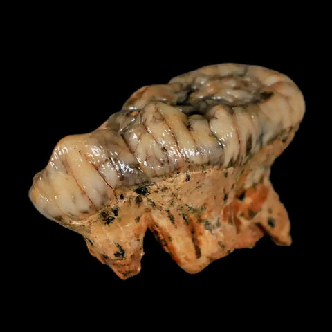 1.8" Extinct Cave Bear Ursus Spelaeus Molar Tooth Rooted Pleistocene Age COA - Fossil Age Minerals