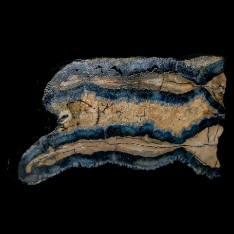 2.1" Mammoth Tooth Cross Section In Riker Display Pleistocene Age Hawthorne FM - Fossil Age Minerals